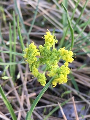 Lomatium ambiguum