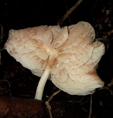 Collybia eucalyptorum