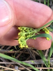Lomatium ambiguum