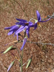 Conanthera bifolia
