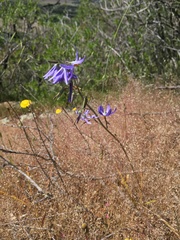 Conanthera bifolia