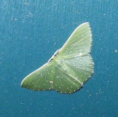 Prasinocyma iosticta