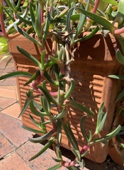 Carpobrotus glaucescens