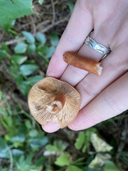 Lactarius luculentus