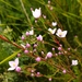Boronia deanei - Photo (c) Shelomi Doyle, some rights reserved (CC BY-NC), uploaded by Shelomi Doyle