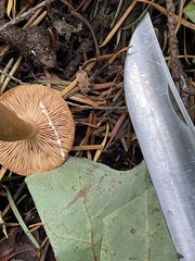 Lactarius luculentus