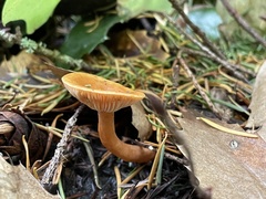 Lactarius luculentus