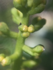 Notanthera heterophyllus