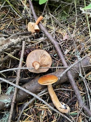 Lactarius luculentus