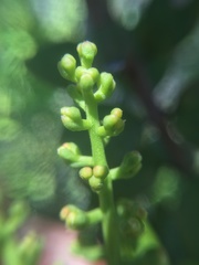 Notanthera heterophyllus