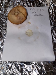 Lactarius luculentus