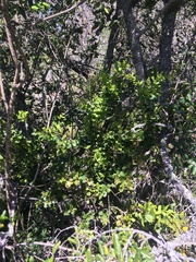 Notanthera heterophyllus