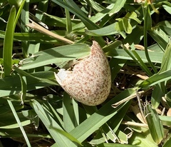 Manorina melanocephala