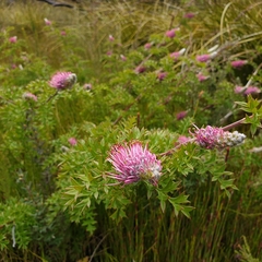 Grevillea acanthifolia