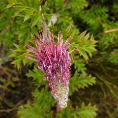 Grevillea acanthifolia