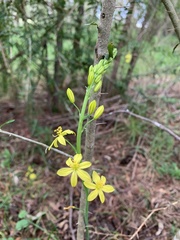 Bulbine glauca