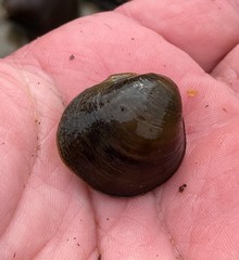 Reginaia ebenus
