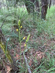 Bulbine glauca