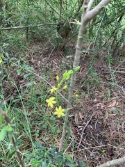 Bulbine glauca