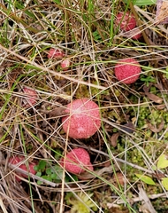 Suillus paluster