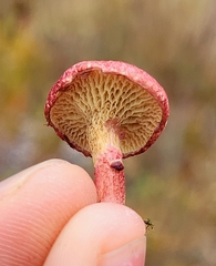 Suillus paluster