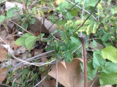 Desmanthus velutinus