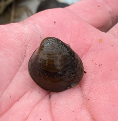 Reginaia ebenus