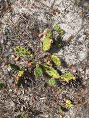 Opuntia mesacantha