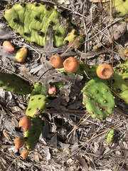 Opuntia mesacantha