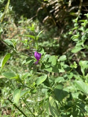 Hypoestes purpurea