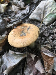 Russula ballouii