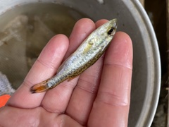 Micropterus punctulatus