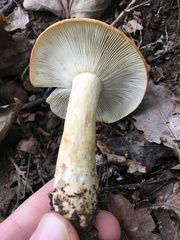 Russula ballouii