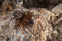 Callobius severus