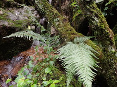 Parapolystichum acuminatum