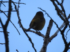 Phrygilus patagonicus