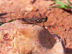 Melanoplus pictus