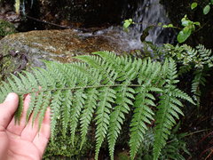 Parapolystichum acuminatum