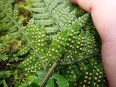 Parapolystichum acuminatum