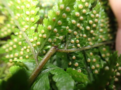 Parapolystichum acuminatum