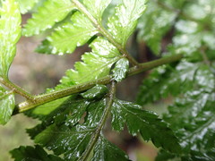 Parapolystichum acuminatum