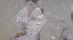 Bathyraja griseocauda