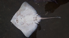 Bathyraja griseocauda