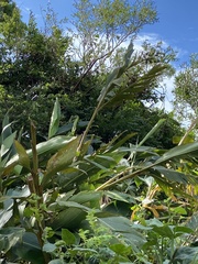 Alpinia koshunensis