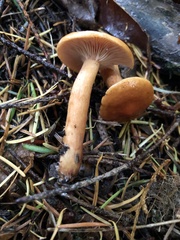 Lactarius subflammeus