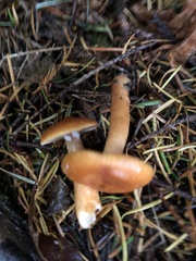 Lactarius subflammeus
