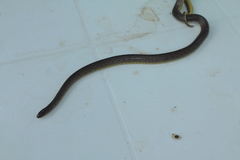Atractus fuliginosus