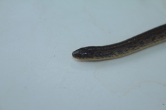 Atractus fuliginosus