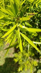 Podocarpus elatus