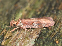 Agonopterix lythrella
